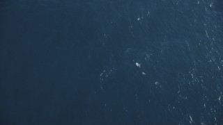DFKSF16_132 - 5K aerial stock footage of dolphins swimming in the Pacific Ocean, California