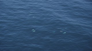 DFKSF16_134 - 5K aerial stock footage of orbiting around several dolphins swimming in the Pacific Ocean, California