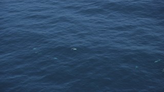DFKSF16_135 - 5K aerial stock footage of several dolphins swimming in the Pacific Ocean, California