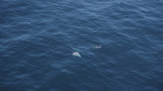 DFKSF16_136 - 5K aerial stock footage of four dolphins swimming in the Pacific Ocean, California