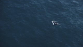 DFKSF16_137 - 5K aerial stock footage of zooming in on two dolphins swimming in the Pacific Ocean, California