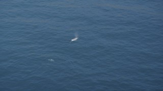 DFKSF16_138 - 5K aerial stock footage of following a whale swimming in the Pacific Ocean, California