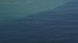 DFKSF16_142 - 5K aerial stock footage of flying by a whale surfacing in the Pacific Ocean, zoom to a closer view, California