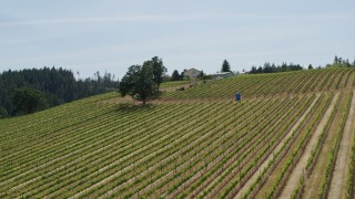 DX0001_009_002 - 5.7K aerial stock footage of rows of grapevines at Phelps Creek Vineyards in Hood River, Oregon