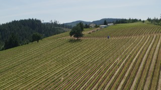 DX0001_009_009 - 5.7K aerial stock footage of descending by grapevines on a hillside at Phelps Creek Vineyards in Hood River, Oregon