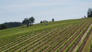 DX0001_009_011 - 5.7K aerial stock footage of flying by rows of grapevines at Phelps Creek Vineyards in Hood River, Oregon