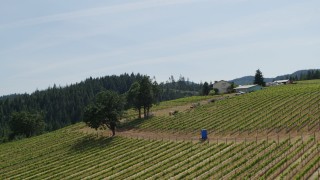 DX0001_009_013 - 5.7K aerial stock footage fly uphill by rows of grapevines at Phelps Creek Vineyards in Hood River, Oregon