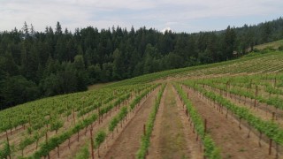 DX0001_015_019 - 5.7K aerial stock footage of flying low over rows of grapevines in Hood River, Oregon