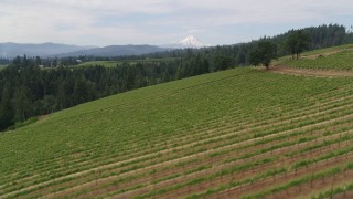 DX0001_015_021 - 5.7K aerial stock footage flying low by the grapevines with Mt Hood in the distance, Hood River, Oregon