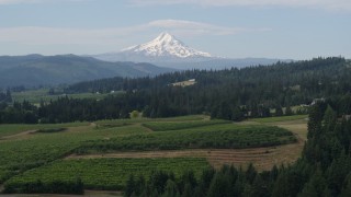 DX0001_015_023 - 5.7K stock footage aerial video fly over grapevines to approach orchards and Mt Hood in the distance, Hood River, Oregon
