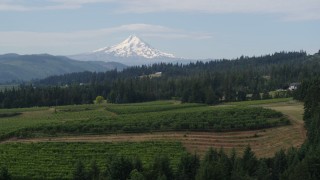 DX0001_015_026 - 5.7K aerial stock footage fly over vineyards toward orchards and Mt Hood, Hood River, Oregon