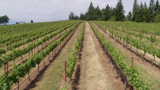 DX0001_016_030 - 5.7K aerial stock footage of flying low over rows of grapevines, Hood River, Oregon