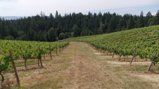 DX0001_016_032 - 5.7K aerial stock footage of following a path past rows of grapevines, Hood River, Oregon