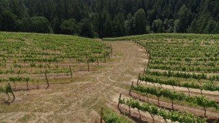 DX0001_016_033 - 5.7K aerial stock footage of a reverse view of rows of grapevines beside a path in Hood River, Oregon