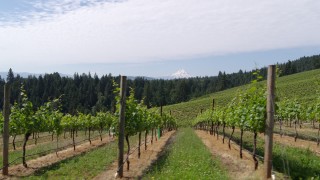 DX0001_017_001 - 5.7K aerial stock footage fly low past rows of grapevines with a view of Mount Hood, Hood River, Oregon