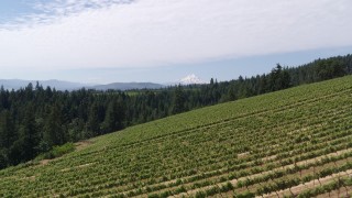 DX0001_017_003 - 5.7K aerial stock footage low altitude fly over of vineyard on hillside with view of Mt Hood, Hood River, Oregon