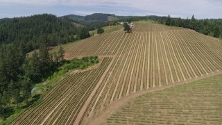 DX0001_017_017 - 5.7K aerial stock footage approach and fly over vineyards at Phelps Creek Vineyards, Hood River, Oregon