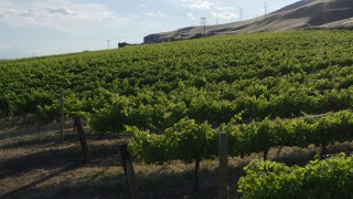 DX0001_019_019 - 5.7K aerial stock footage of flying low over grapevines at Maryhill Winery in Goldendale, Washington