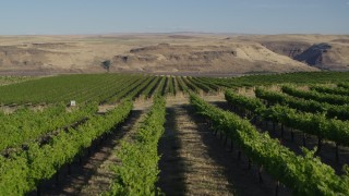 DX0001_019_025 - 5.7K aerial stock footage fly over the Maryhill Winery vineyard toward Columbia River in Goldendale, Washington