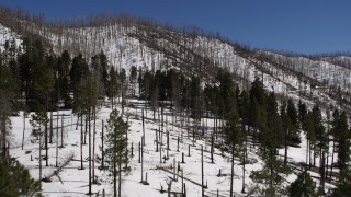 DX0002_134_014 - 5.7K aerial stock footage fly low over snowy slopes past dead trees and evergreens, New Mexico