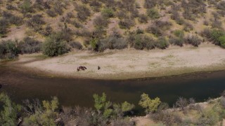 DX0002_141_003 - 5.7K aerial stock footage of orbiting a group of horses beside a shallow desert river