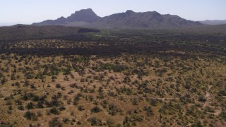 DX0002_141_016 - 5.7K aerial stock footage of flying away from cactus and desert plants, arid mountains in the distance