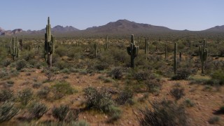 DX0002_141_017 - 5.7K aerial stock footage of flying low over desert vegetation and past cactus plants
