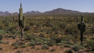 DX0002_141_018 - 5.7K aerial stock footage of a reverse view of desert vegetation and cactus plants