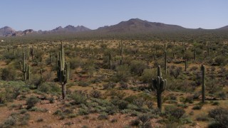 DX0002_141_019 - 5.7K aerial stock footage of flying over desert vegetation and cactus plants