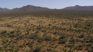 DX0002_141_023 - 5.7K aerial stock footage of orbiting sparse desert vegetation and cactus plants, and then descend