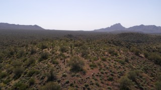 DX0002_141_027 - 5.7K aerial stock footage of flying over desert plants and tall cactus on arid hills
