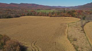 DX0002_216_039 - 5.7K aerial stock footage of flying over corn fields in Fort Ann, New York
