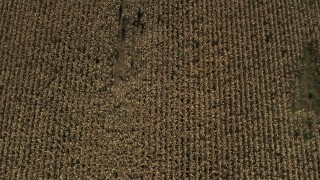 DX0002_216_040 - 5.7K aerial stock footage of a bird's eye view of corn fields in Fort Ann, New York