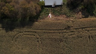DX0002_216_041 - 5.7K aerial stock footage of a bird's eye view of corn fields, reveal farm house in Fort Ann, New York