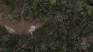 DX0003_234_034 - 5.7K aerial stock footage of a bird's eye view of forest trees and clearings in Orlando, Florida