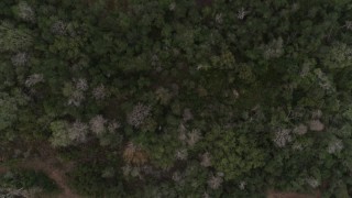 DX0003_234_035 - 5.7K aerial stock footage of a bird's eye view of trees and clearings in a forest, Orlando, Florida