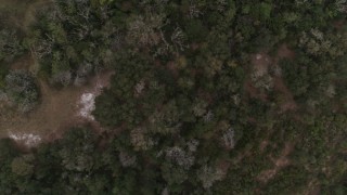 DX0003_234_040 - 5.7K aerial stock footage overhead view of a forest clearing and trees, reveal river, Orlando, Florida