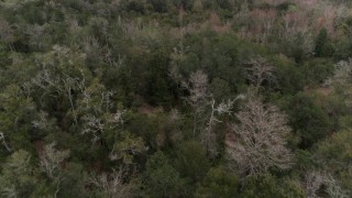 DX0003_234_060 - 5.7K aerial stock footage slowly flying over treetops in the forest, Orlando, Florida