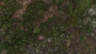 DX0003_234_063 - 5.7K aerial stock footage looking down at trees and clearings while flying over forest, Orlando, Florida