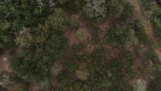 DX0003_234_064 - 5.7K aerial stock footage ascend away from trees and clearings in a forest, Orlando, Florida