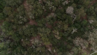 DX0003_234_065 - 5.7K aerial stock footage of trees in a forest, descend at edge, Orlando, Florida
