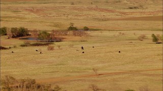 HDA12_116 - HD stock footage aerial video of cows grazing near a pond in Oklahoma