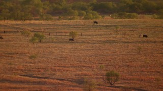 HDA12_140 - HD stock footage aerial video of cows grazing in an open field at sunset in Nocona, Texas