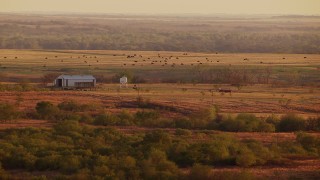 HDA12_141 - HD stock footage aerial video of cows in an open field behind a barn at sunset in Nocona, Texas