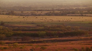HDA12_142 - HD stock footage aerial video of cows on an open field at sunset in Nocona, Texas