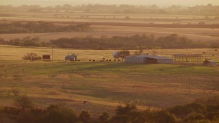 HDA12_143 - HD stock footage aerial video of flying by cows in a field and reveal a barn at sunset in Nocona, Texas