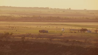 HDA12_144 - HD stock footage aerial video of cattle grazing in a field at sunset in Nocona, Texas