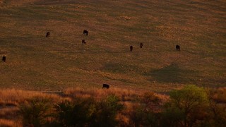 HDA12_148 - HD stock footage aerial video of cattle in a farm field at sunset in Nocona, Texas