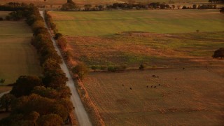 HDA12_156 - HD stock footage aerial video of farmland and country road, tilt to grazing cows at sunset in Texas
