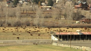 HDA13_350 - HD stock footage aerial video of cattle in a field in Ridgway, Colorado